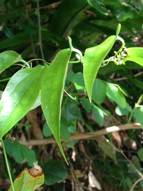 葉だけ見ているツタの種類の蕾 詩と写真 旧題名 外国語散策 葉だけ見ているツタの種類の蕾 詩と写真 旧題名 外国語散策