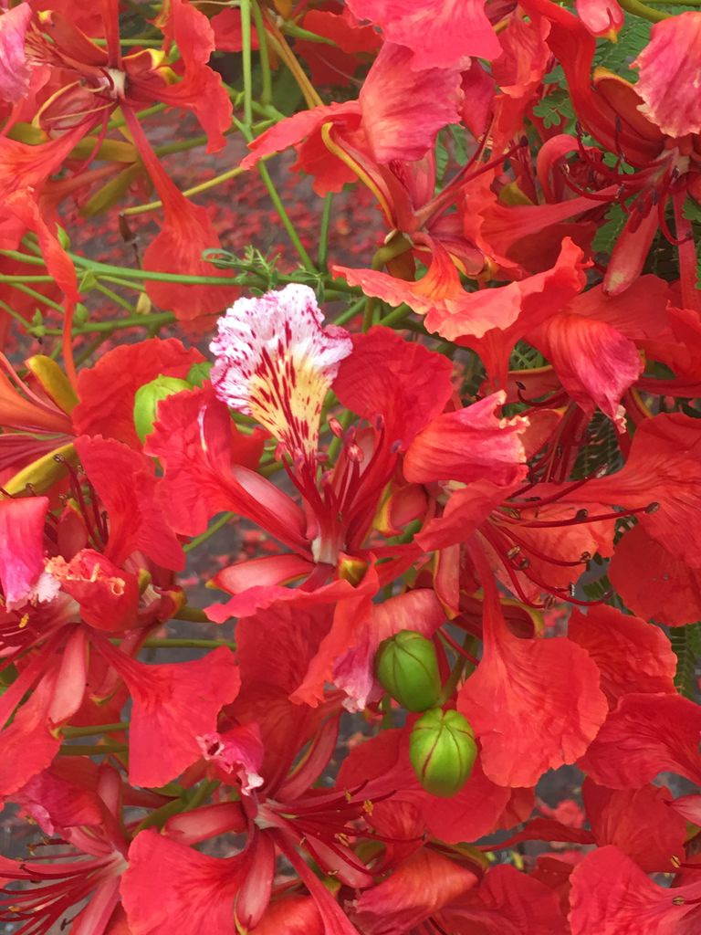 ホウオウボクの花 詩と写真 旧題名 外国語散策