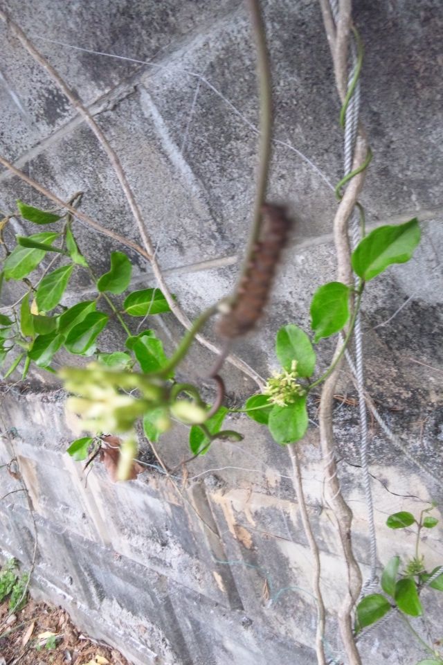 花と昆虫の色々な形 ホウライカガミの場合 詩と写真 旧題名 外国語散策 花と昆虫の色々な形 ホウライカガミの場合 詩と写真 旧題名 外国語散策
