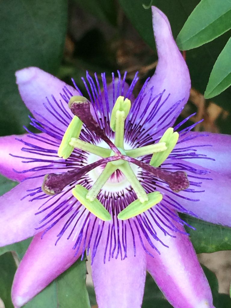 冬に咲く 綺麗な花だ トケイソウ 詩と写真 旧題名 外国語散策