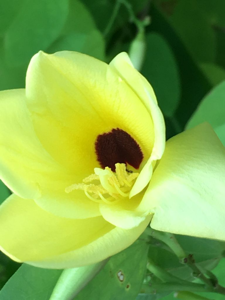 ユーナに似た花 初めて見た花 詩と写真 旧題名 外国語散策 ユーナに似た花 初めて見た花 詩と写真 旧題名 外国語散策