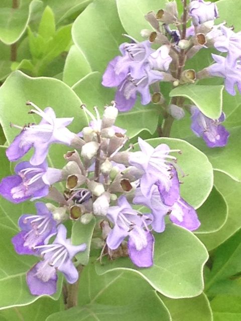 ハマゴウとアオガンピ 詩と写真 旧題名 外国語散策