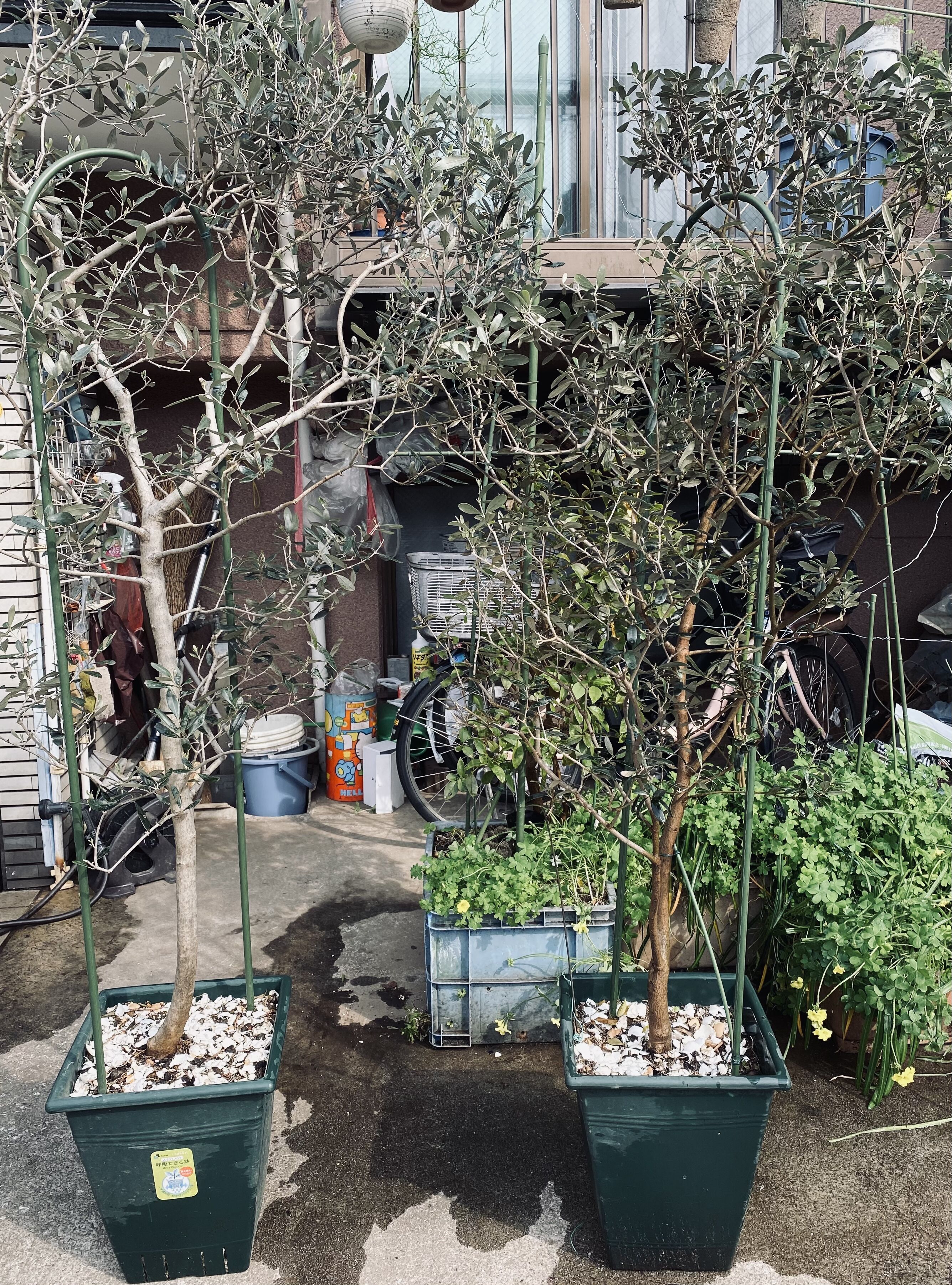 オリーブの植え替え ハーブの杜 玄関先の楽園