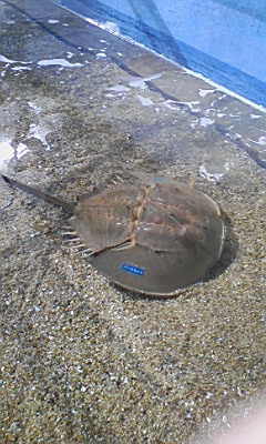 ���֤Ȥ���