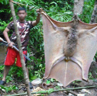 速報 フィリピン 人間サイズのコウモリが見つかる The News