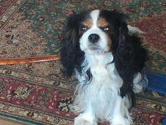 �����ꥢ��