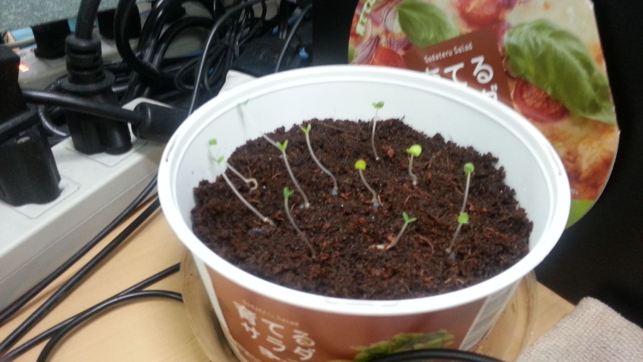 ファミマの育てるサラダ バジル の芽が徒長してしまった チェロと小さな椅子とテーブルがある部屋