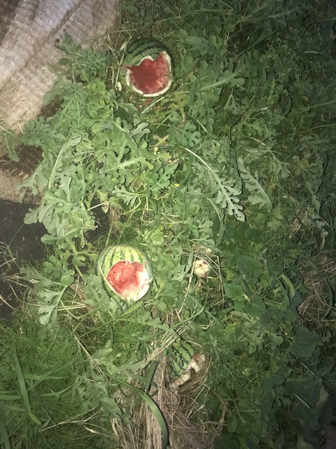 B373387F-47B8-4796-B028-DEF55BE12990