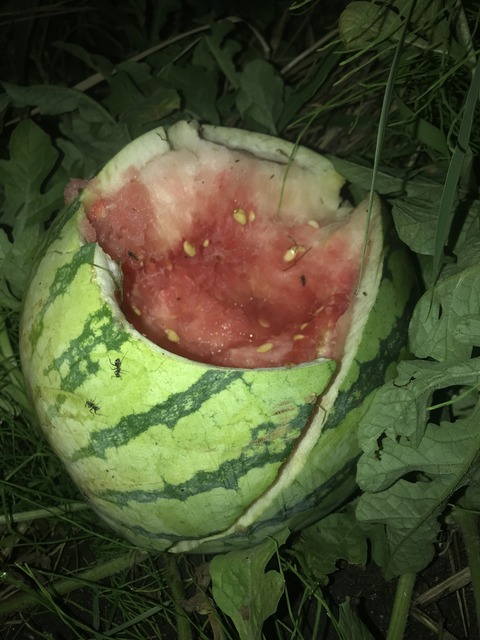 A55D9D60-7FAB-4624-8DB8-2BE27389D5A2