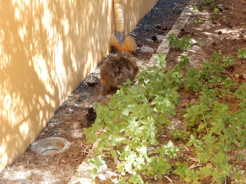 E1FDD873-7258-4BA6-9A1E-4CCA97DF0EB6