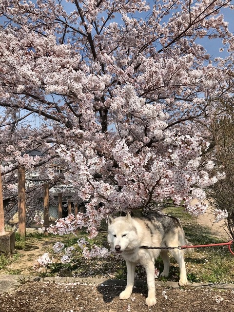 C4C36BAF-5996-4E24-BE36-9746EB4DB7EC