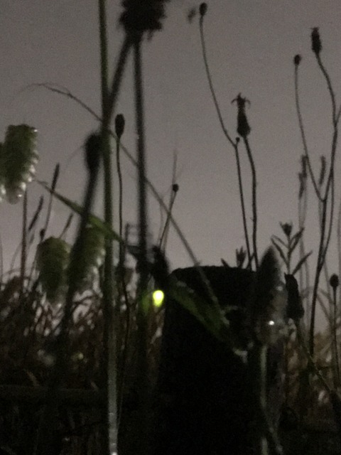 66C9FBA1-8A1E-4391-BFD4-BB3DDF00002D