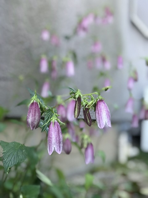 10F7DF97-C875-485F-91BC-5D36093C1596