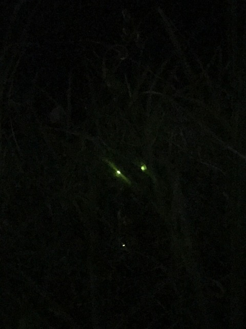 B6E04EA1-EFCB-4A6D-9185-271FE032FDC5