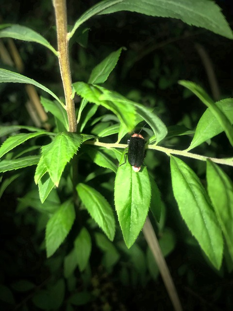 CB3B7DE0-5885-462D-BB27-F34F9A38379C