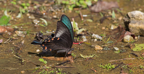 年08月 写真を撮るということ山口県 旧 野鳥を撮るということ