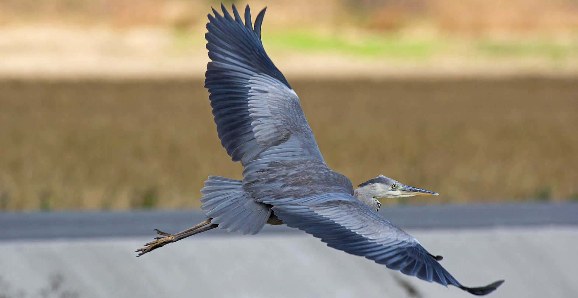 15年12月 写真を撮るということ山口県 旧 野鳥を撮るということ