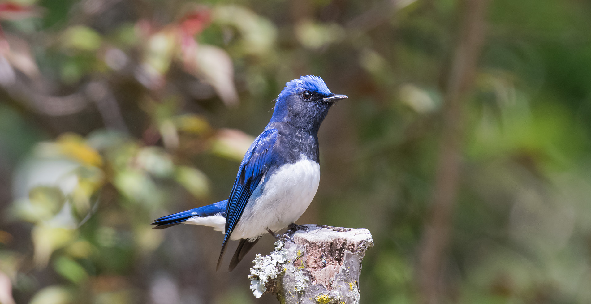 まだまだ青い鳥 ｵｵﾙﾘ 写真を撮るということ山口県 旧 野鳥を撮るということ