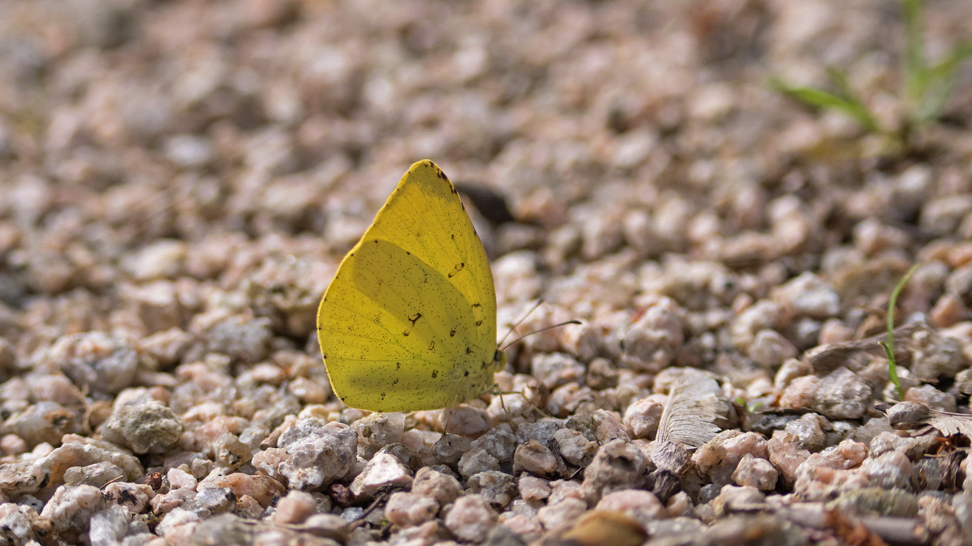 蝶が撮れ始めた ｷﾀｷﾁｮｳ ﾑﾗｻｷｼｼﾞﾐ ｽｼﾞｸﾞﾛｼﾛﾁｮｳ ﾋｵﾄﾞｼﾁｮｳ ﾅﾐｱｹﾞﾊ 写真を撮るということ山口県 旧 野鳥を撮るということ