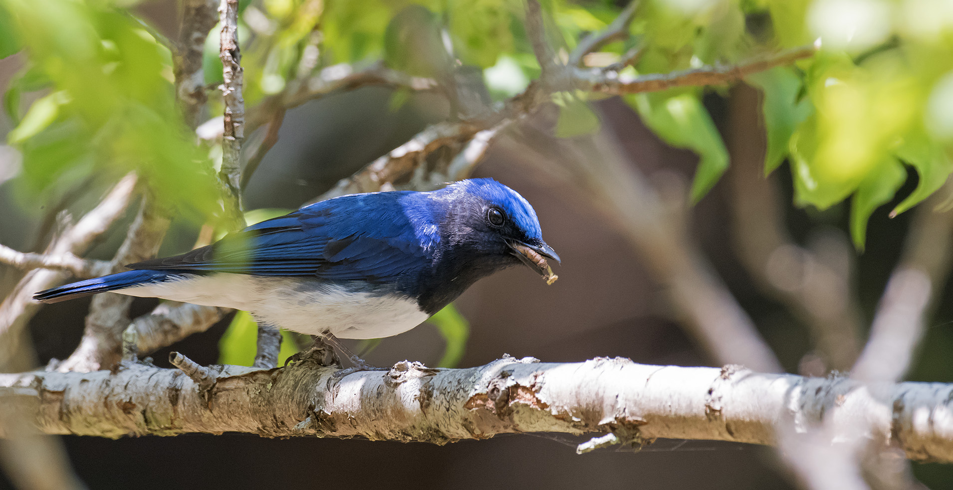 また青い鳥を オオルリ キビタキ 写真を撮るということ山口県 旧 野鳥を撮るということ また青い鳥を オオルリ キビタキ 写真を撮るということ山口県 旧 野鳥を撮るということ