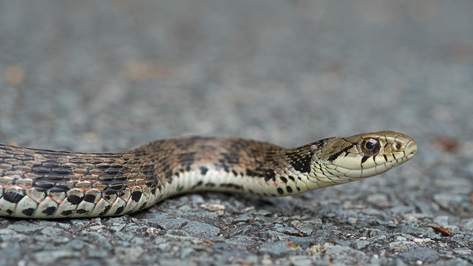毒蛇好き ヤマカガシ ﾔﾏｶｶﾞｼ ﾆﾎﾝｶﾜﾄﾝﾎﾞ ｼｵﾔﾄﾝﾎﾞ ﾐﾔﾏｾｾﾘ 写真を撮るということ山口県 旧 野鳥を撮るということ