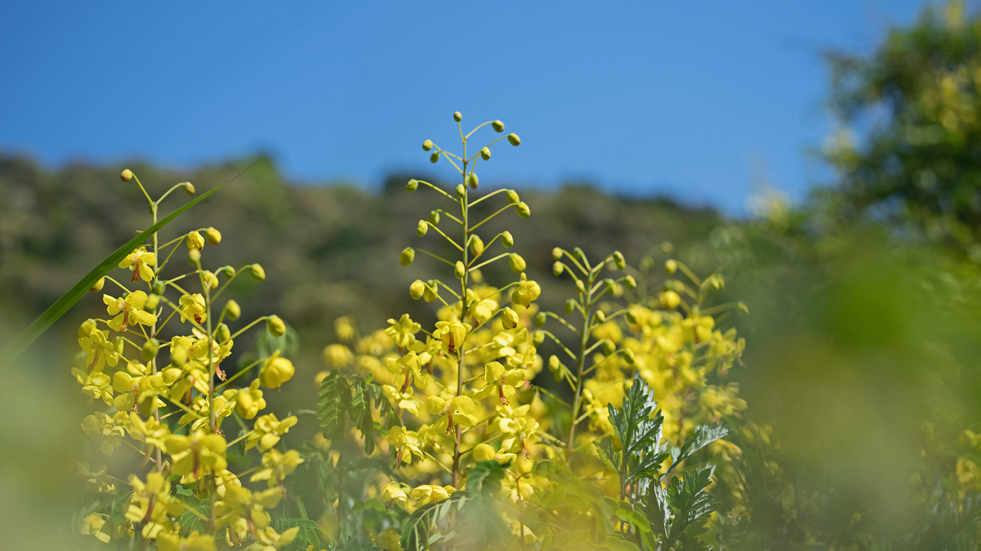 綺麗な花にはトゲがある ジャケツイバラ ｼﾞｬｹﾂｲﾊﾞﾗ ﾀﾞﾋﾞﾄﾞｻﾅｴ ﾆﾎﾝｶﾜﾄﾝﾎﾞ 写真を撮るということ山口県 旧 野鳥を撮るということ