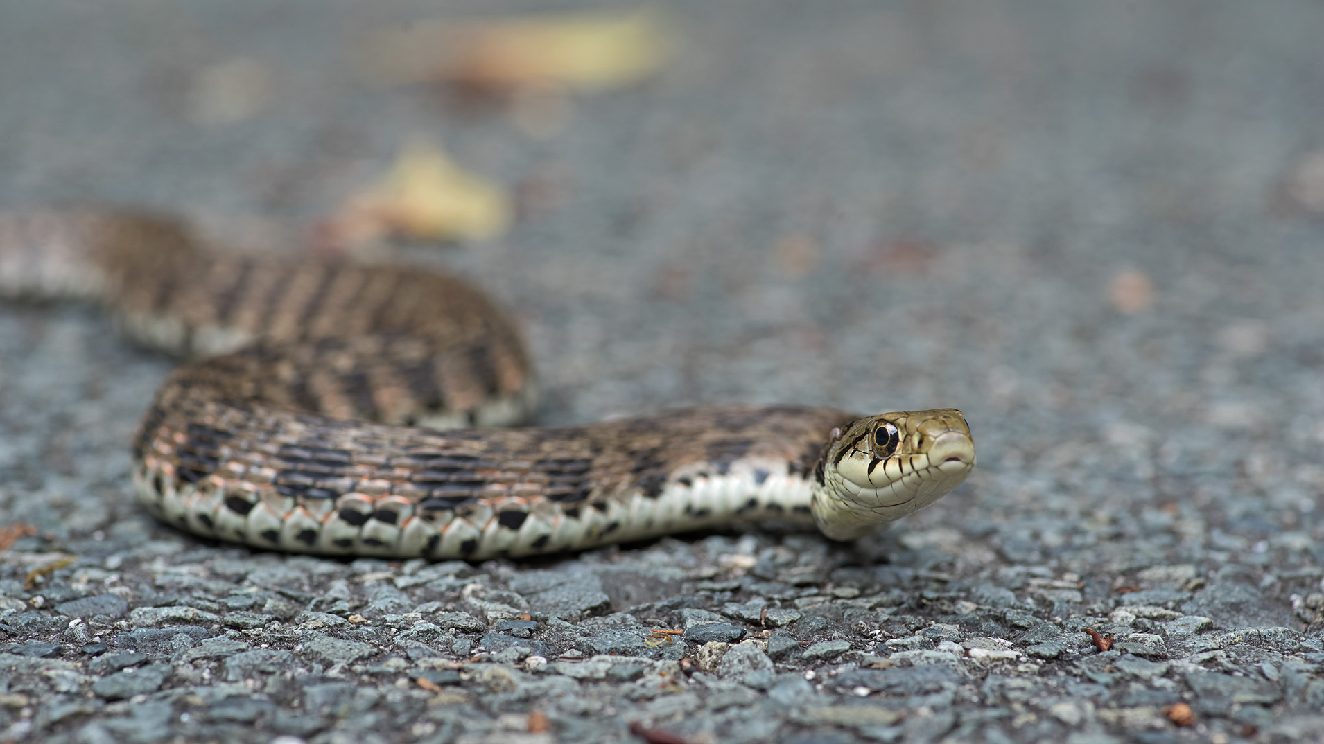 毒蛇好き ヤマカガシ ﾔﾏｶｶﾞｼ ﾆﾎﾝｶﾜﾄﾝﾎﾞ ｼｵﾔﾄﾝﾎﾞ ﾐﾔﾏｾｾﾘ 写真を撮るということ山口県 旧 野鳥を撮るということ