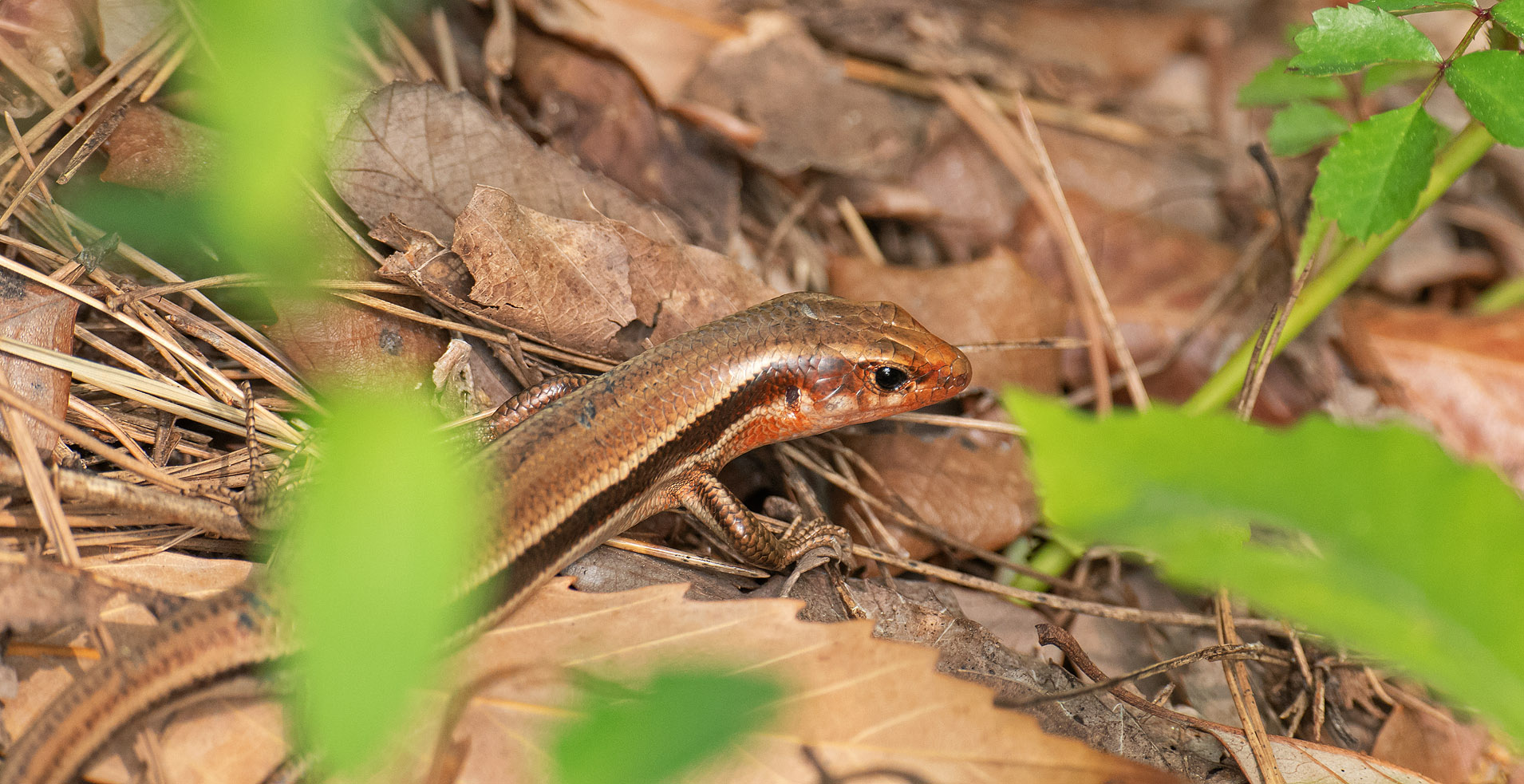 写真を撮るということ山口県 旧 野鳥を撮るということ