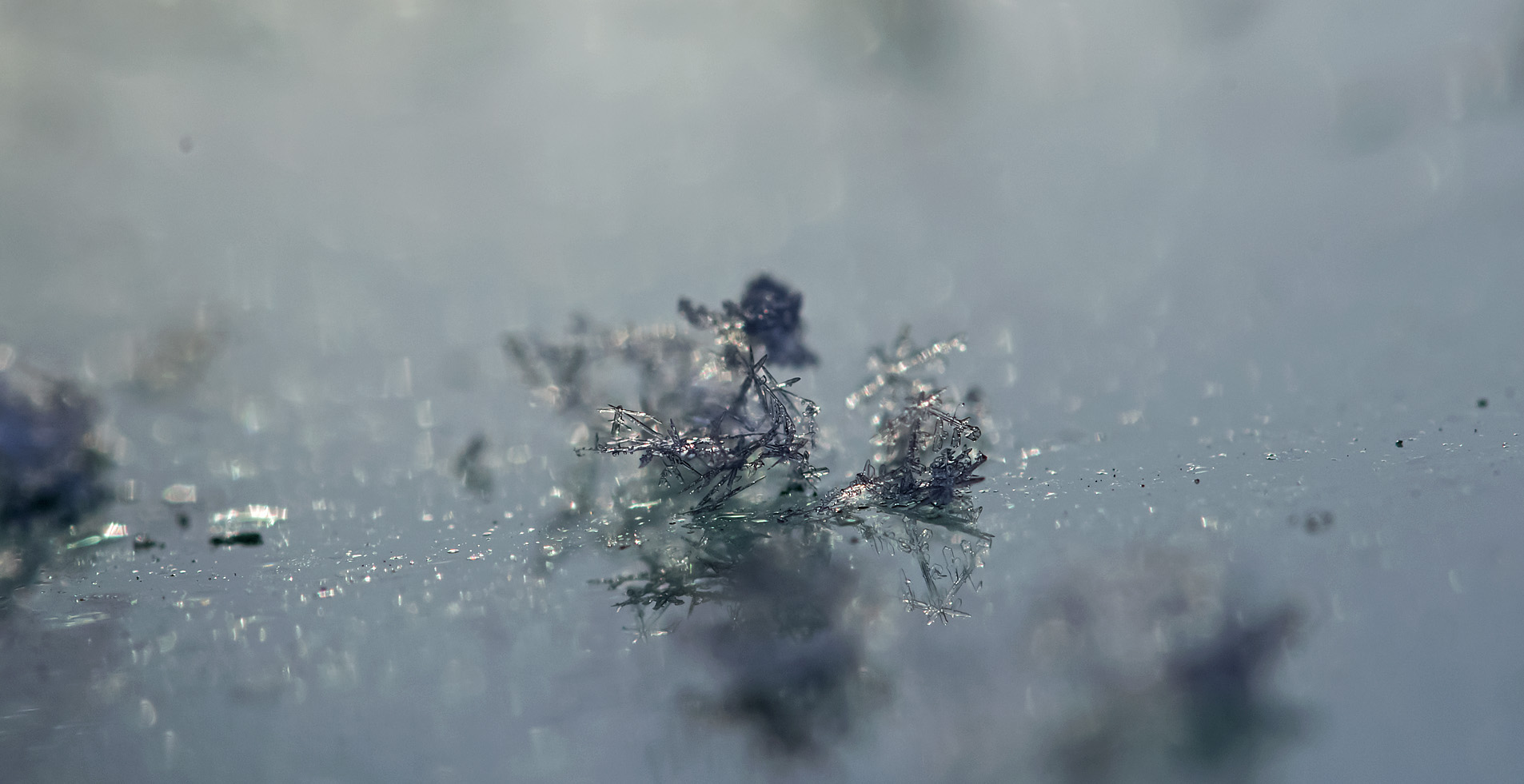 雪の結晶探し 艸 写真を撮るということ山口県 旧 野鳥を撮るということ 雪の結晶探し 艸 写真を撮るということ山口県 旧 野鳥を撮るということ