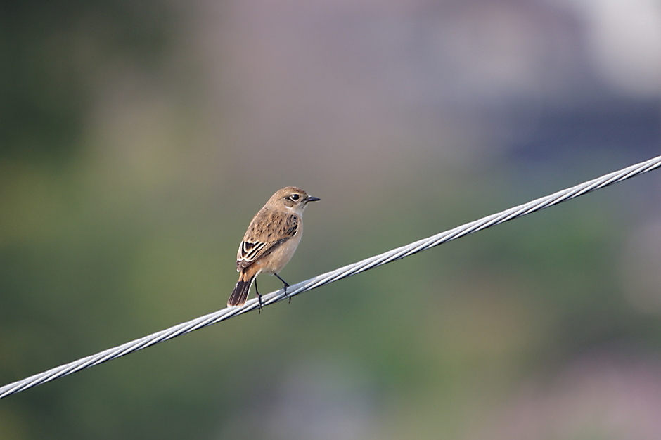 10月9日 久し振りの休日 1 4 ヒタキの仲間 カワセミ 写真を撮るということ山口県 旧 野鳥を撮るということ 10月9日 久し振りの休日 1 4 ヒタキの仲間 カワセミ 写真を撮るということ山口県 旧 野鳥を撮るということ
