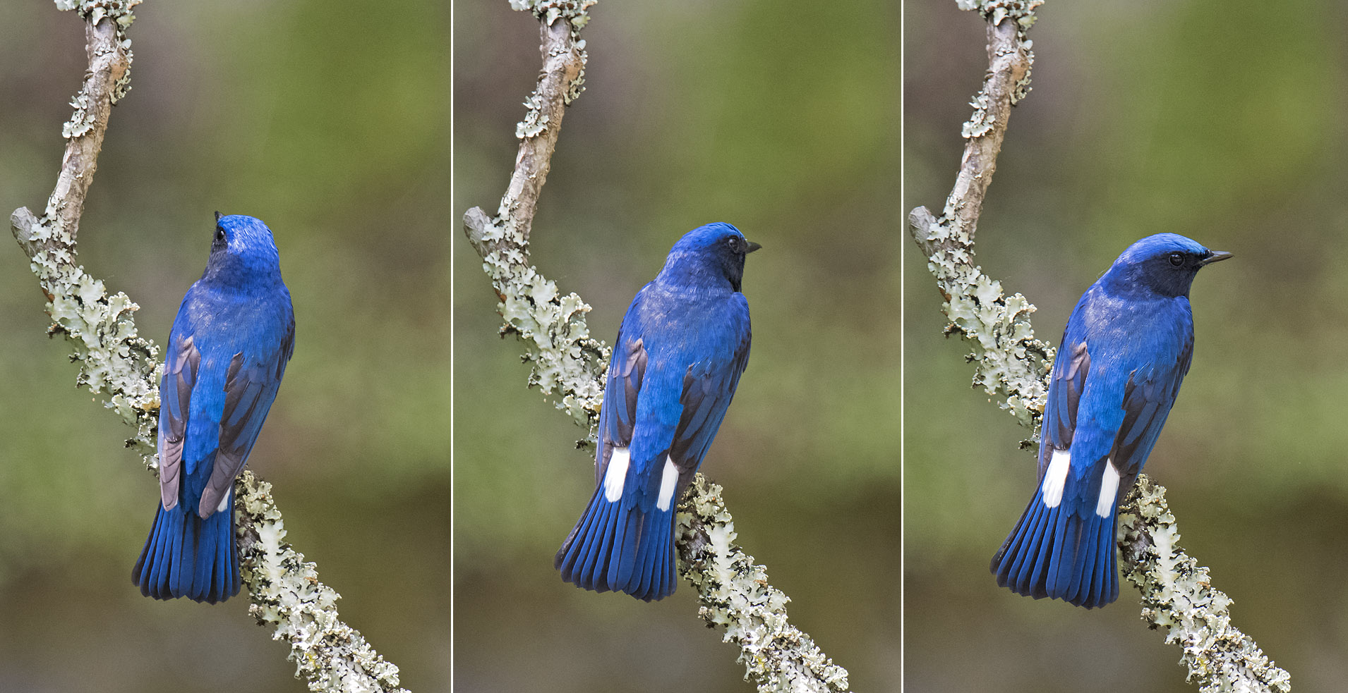 年05月 写真を撮るということ山口県 旧 野鳥を撮るということ 年05月 写真を撮るということ山口県 旧 野鳥を撮るということ