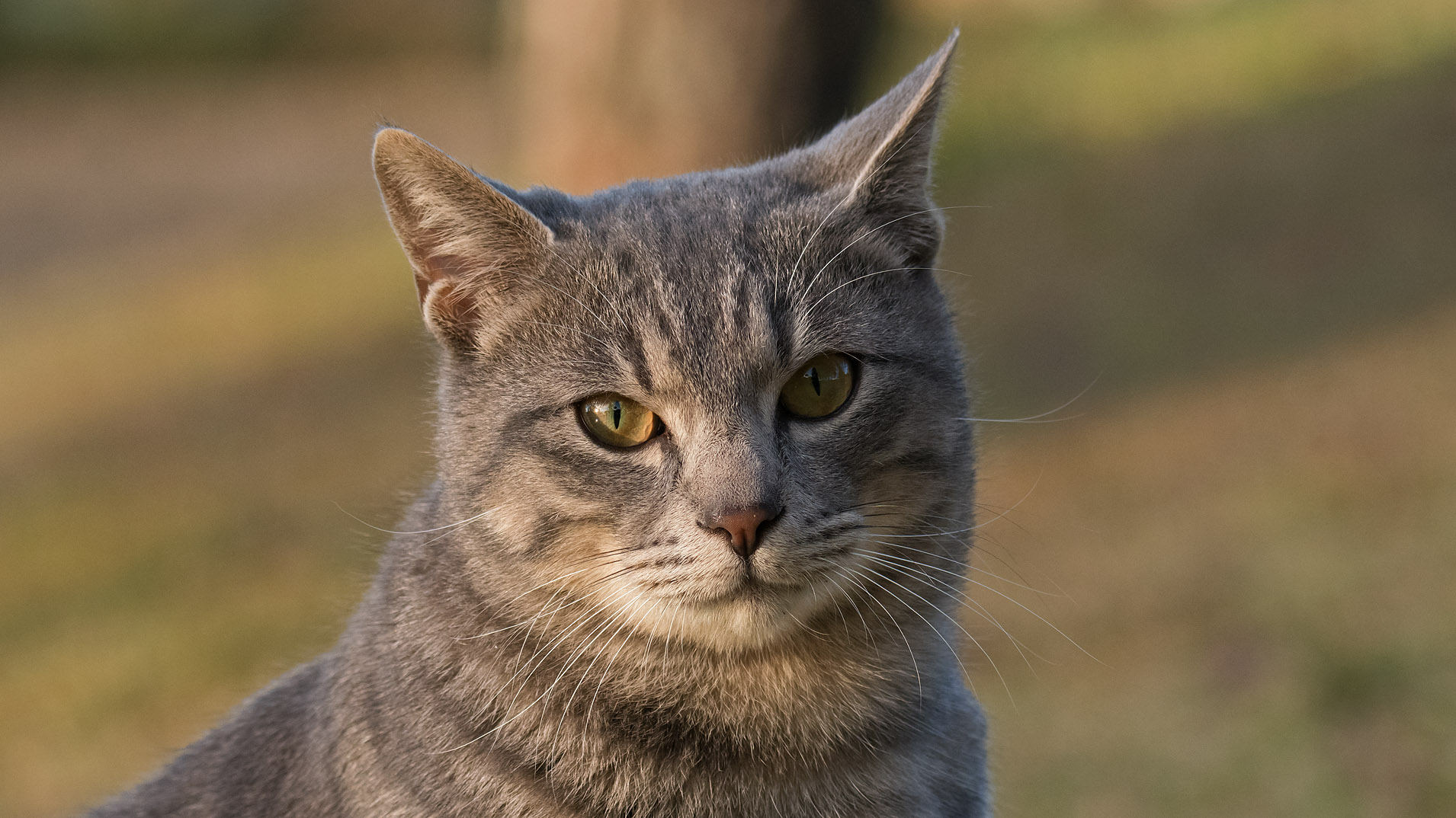 維新公園で猫と野鳥と蝶…ｶﾜｾﾐ、ﾀﾞｲｻｷﾞ、ｱｵｻｷﾞ、ﾑﾗｻｷｼｼﾞﾐ : 写真