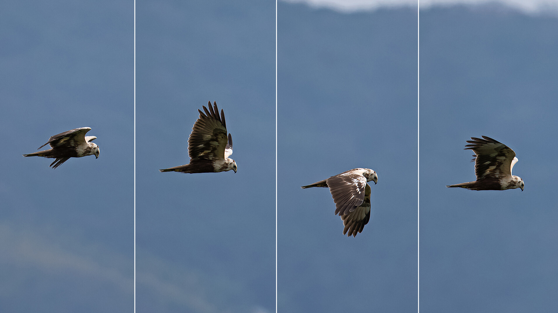 赤茶色の小さなタカ（チョウゲンボウ）…ｵｵﾊﾞﾝ、ﾁｭｳﾋ、ﾁｮｳｹﾞﾝﾎﾞｳ
