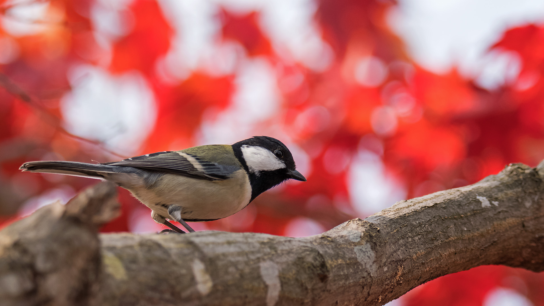シジュウカラのプロポーズ シジュウカラのプロポーズ