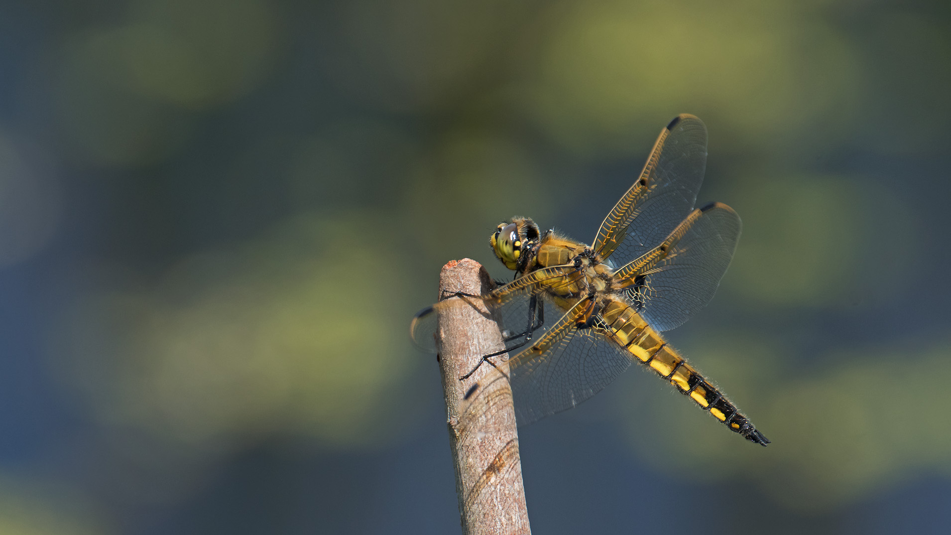 焦げ茶色の絶滅危惧 類 W ベッコウトンボ ﾍﾞｯｺｳﾄﾝﾎﾞ ﾖﾂﾎﾞｼﾄﾝﾎﾞ ｷﾞﾝﾔﾝﾏ ｺﾌｷﾄﾝﾎﾞ 写真を撮るということ山口県 旧 野鳥を撮るということ
