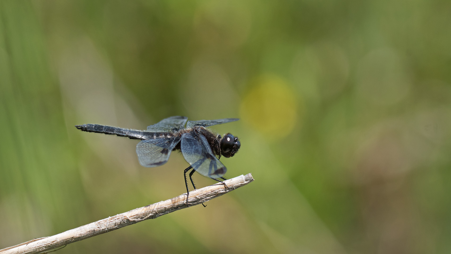 焦げ茶色の絶滅危惧 類 W ベッコウトンボ ﾍﾞｯｺｳﾄﾝﾎﾞ ﾖﾂﾎﾞｼﾄﾝﾎﾞ ｷﾞﾝﾔﾝﾏ ｺﾌｷﾄﾝﾎﾞ 写真を撮るということ山口県 旧 野鳥を撮るということ