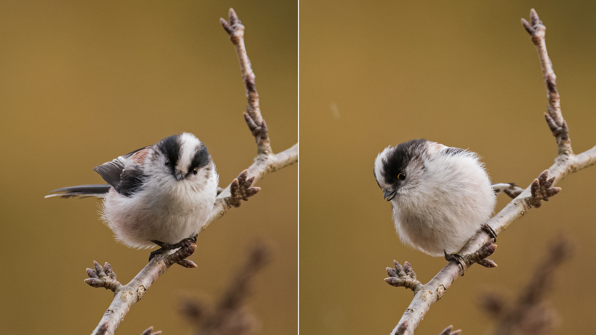 柄が長いエナガは やっぱ可愛いなー ｴﾅｶﾞ ｵｼﾄﾞﾘ ﾄﾓｴｶﾞﾓ 写真を撮るということ山口県 旧 野鳥を撮るということ