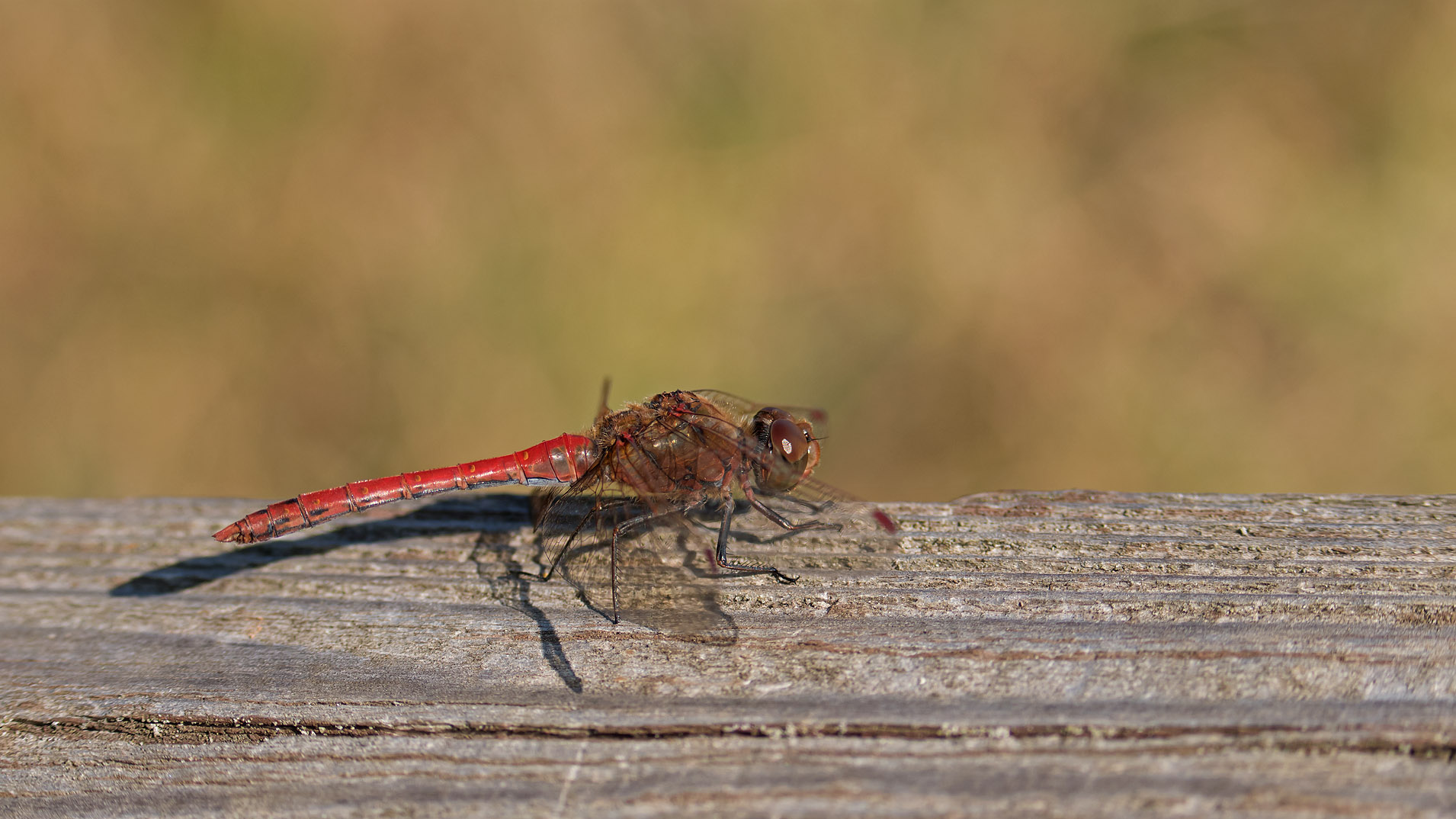 野鳥とトンボ シロハラ マガモ カワウ クロツラヘラサギ タイリクアカネ マイコアカネ リスアカネ 写真を撮るということ山口県 旧 野鳥を撮るということ 野鳥とトンボ シロハラ マガモ カワウ クロツラヘラサギ タイリクアカネ マイコアカネ リスアカネ 写真を撮るということ山口県 旧 野鳥を撮るということ