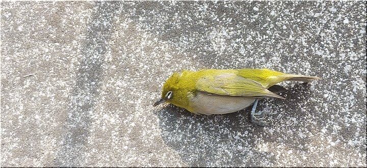 可哀想に メジロが一羽 亡くなっておりました Gonsanの 気まぐれ独り言 可哀想に メジロが一羽 亡くなっておりました Gonsanの 気まぐれ独り言