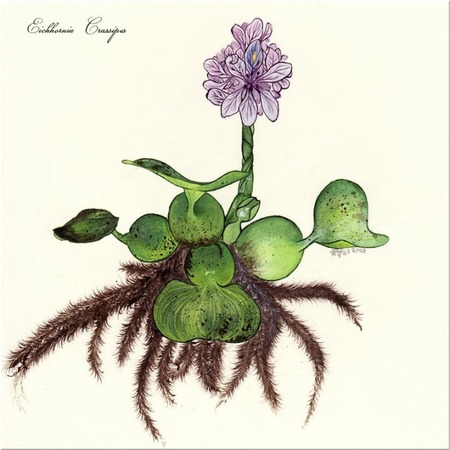 Eichhornia_Crassipes