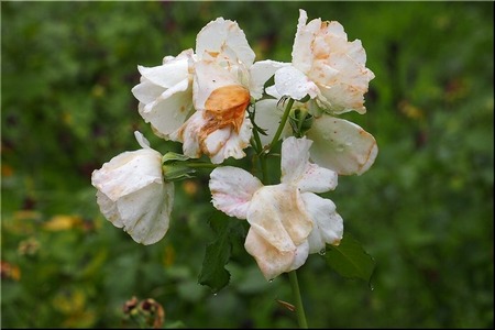 06-720