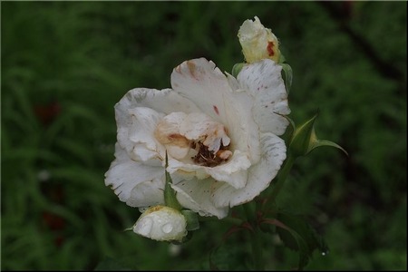 07-720