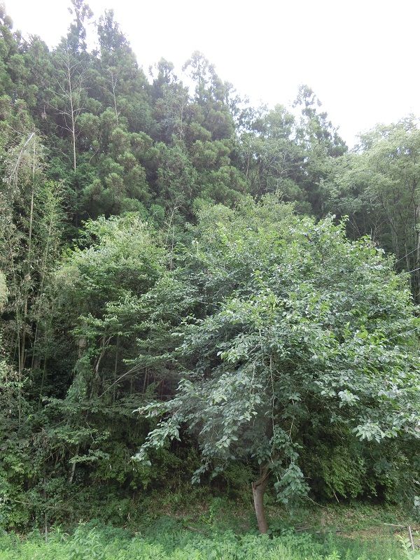 愛知県豊田市 三河 円山城跡 ラビットのブログ