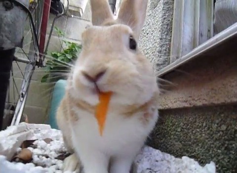 rabbit_carrot