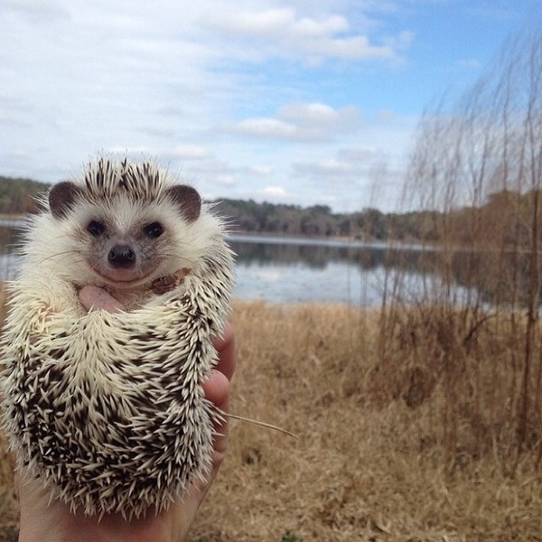 川でハリネズミ
