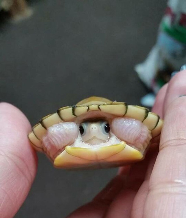 のんびり生きる亀さんかわいい 小さな亀さん画像特集