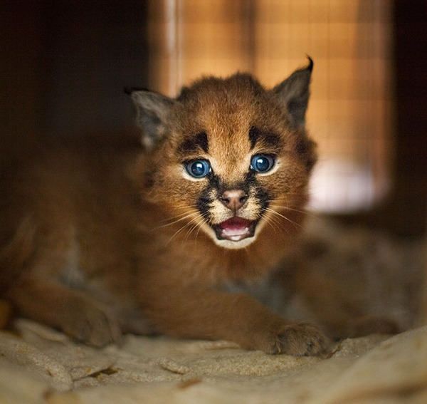 カラカルの画像!麻呂眉と耳の房毛が特徴的なネコ科動物 (26)
