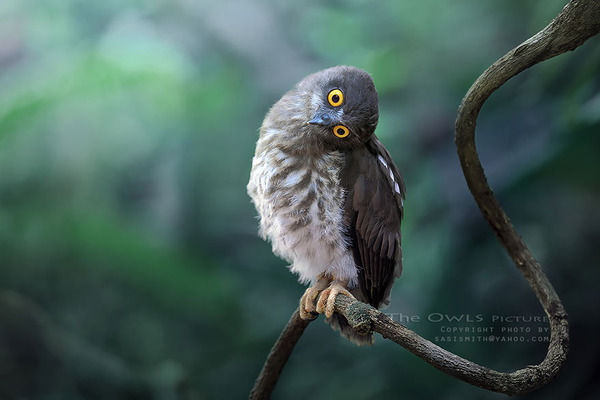 可愛いフクロウの画像 6