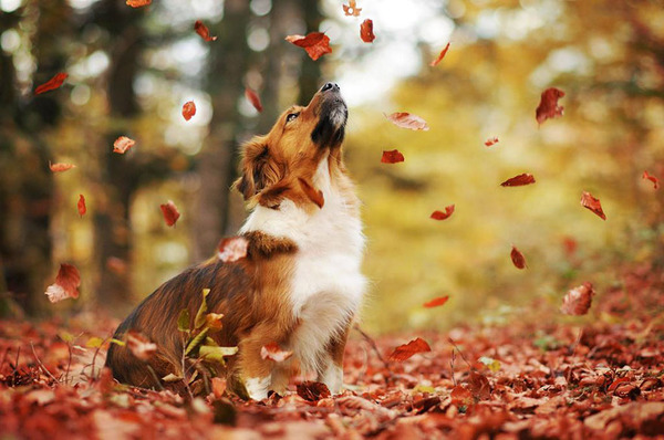 秋が来た！紅葉と遊ぶ犬画像 (4)