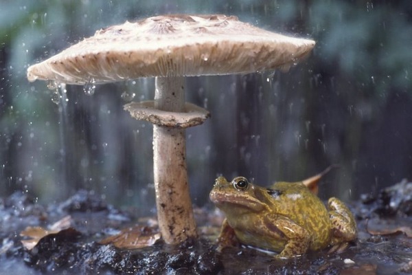 自然の傘を差す動物 13